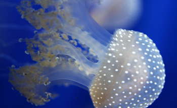 jelly fish eyes