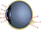 How the eye works